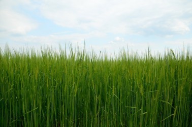L'herbe d'orge germé apporte tous les nutriments dont votre corps a besoin