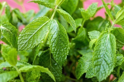 La menthe poivrée apportera du soulagement lors de votre voyage et préviendra les risques de vomissements