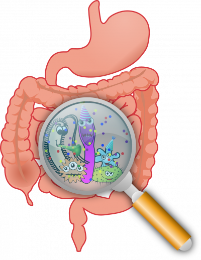 Des probiotiques pour prendre soin de votre flore intestinale, garante de votre immunité