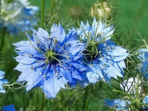 La fleur de Nigelle