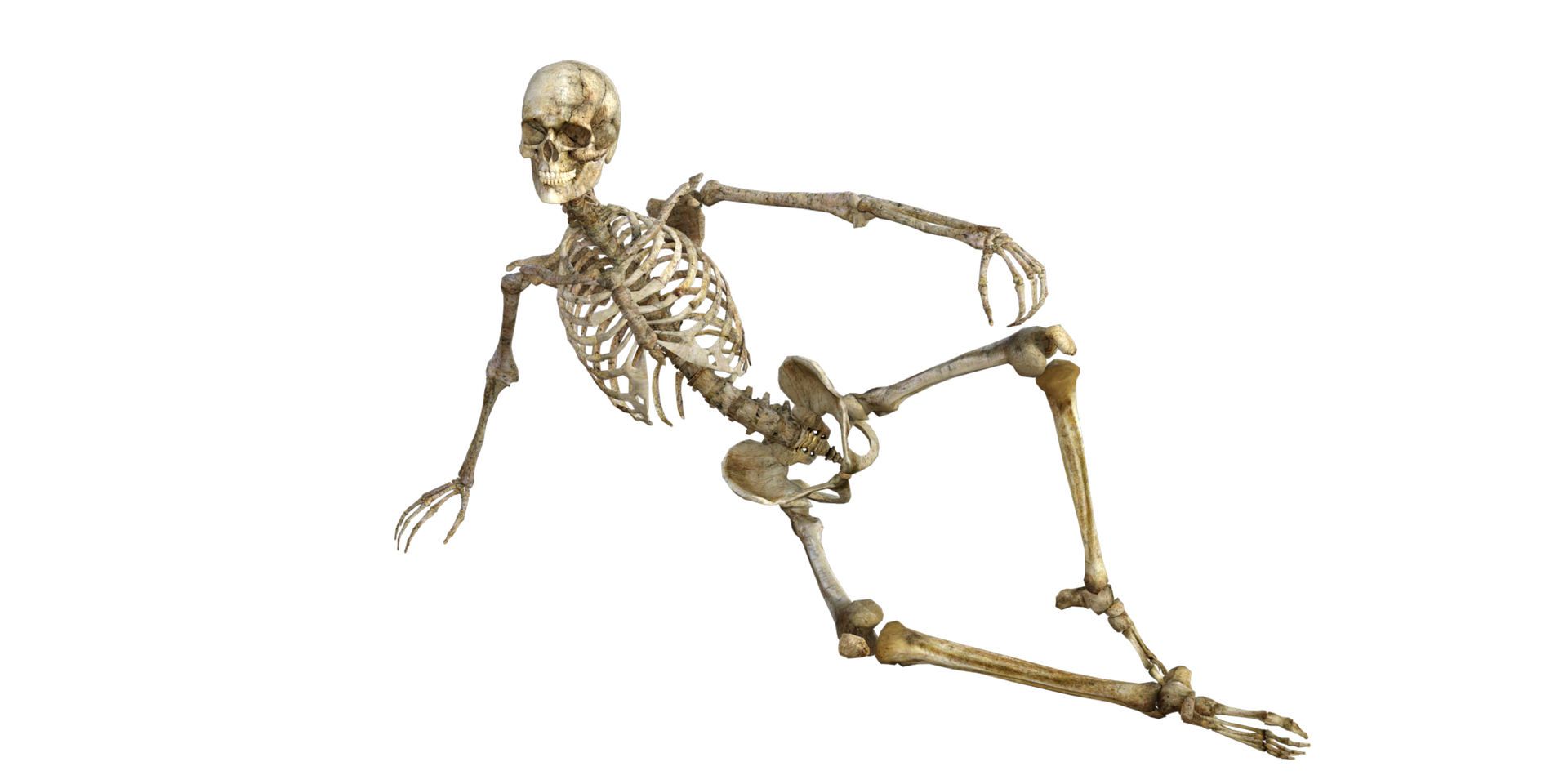 Le bouleau pubescent prend soin de votre squelette
