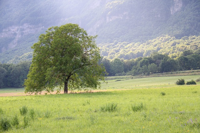 Le Noyer, arbre de la transition, des passages importants dans votre vie