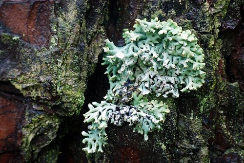 Le lichen est une symbiose entre un champignon et une algue