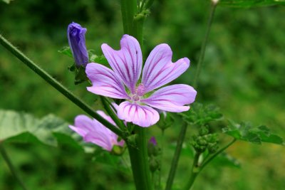 La mauve vous souffle que le monde extérieur n'est pas si agressif et que vous pouvez laisser entrer la lumière