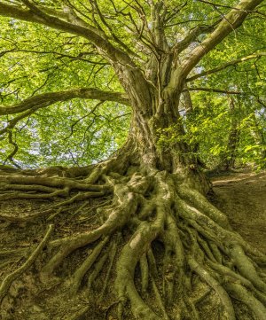 Les racines sont à l'arbre ce que sont les intestins pour l'être humain
