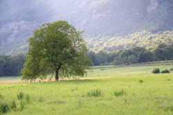 Vignette de Pour vous aider à passer ce nouveau cap : le noyer