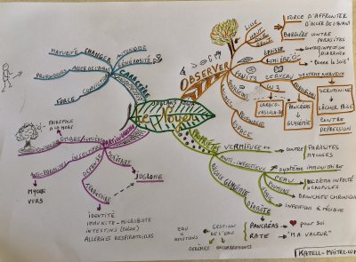 noyer mind map