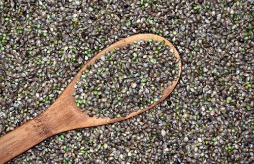 Les graines de chanvre sont très riches en protéines, surtout sous forme de poudre.