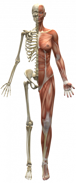 Votre squelette a besoin de calcium