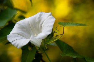 La fleur peut faire penser à une trompette