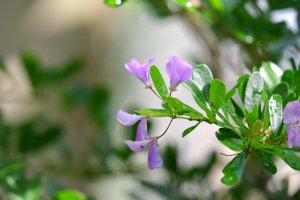 Le desmodium aide à réparer les cellules hépatiques