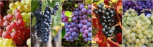 Tous les raisins se prêtent à la cure. Leurs différences se ressentent lors de la digestion.